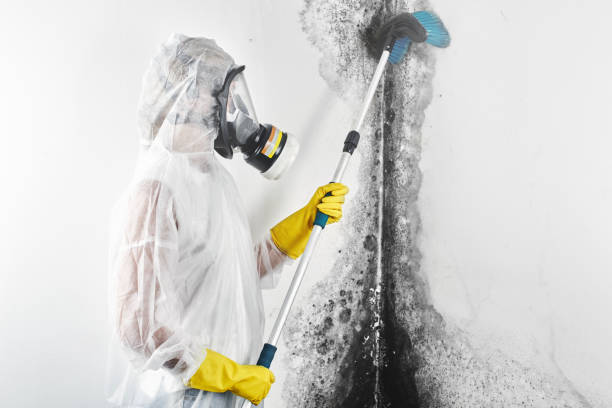 Best Dehumidification Services  in Galatia, IL