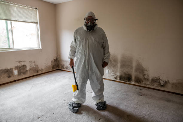 Professional Mold Removal in Galatia, IL